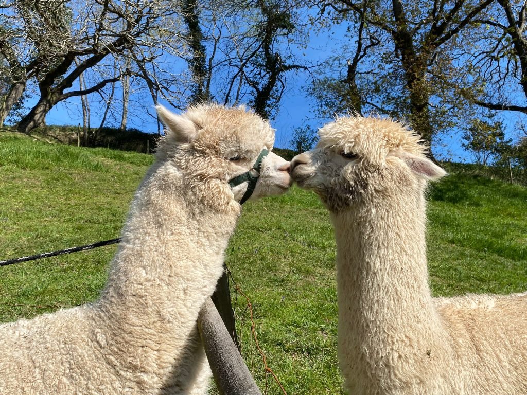 Alpacas: visitantes de los Andes con encanto cántabro