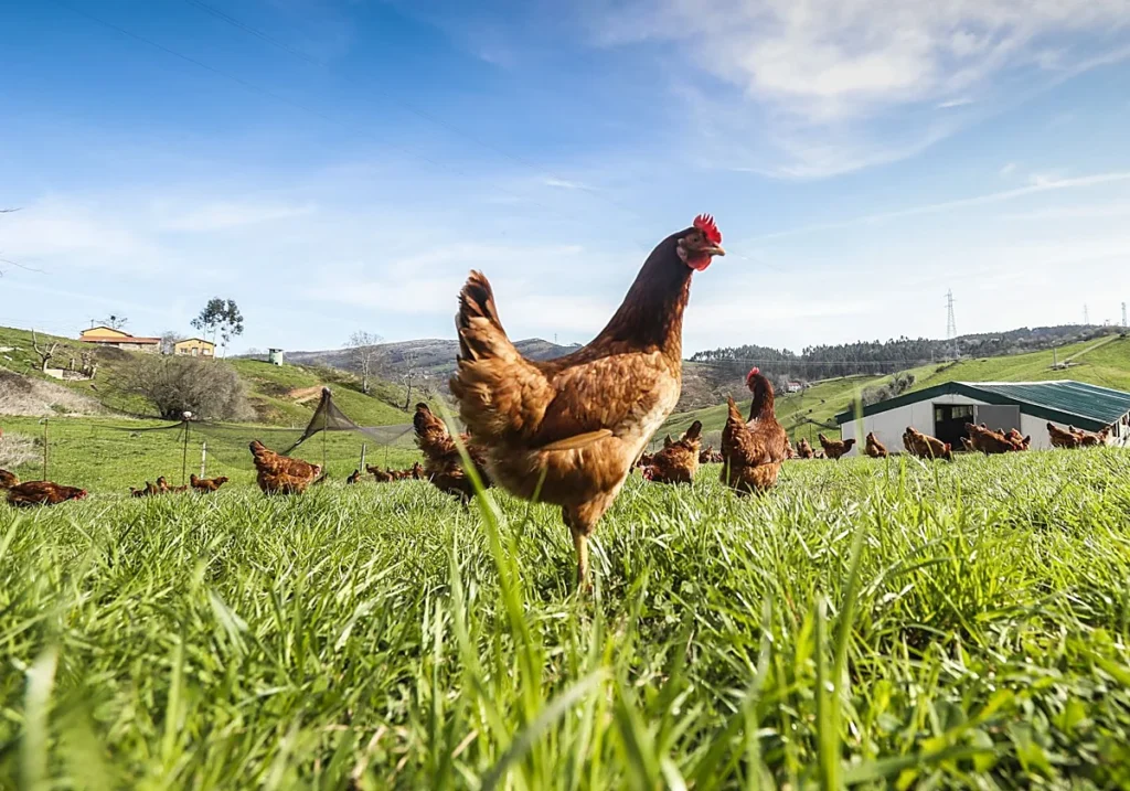 Gallinas de dónde vienen los huevos