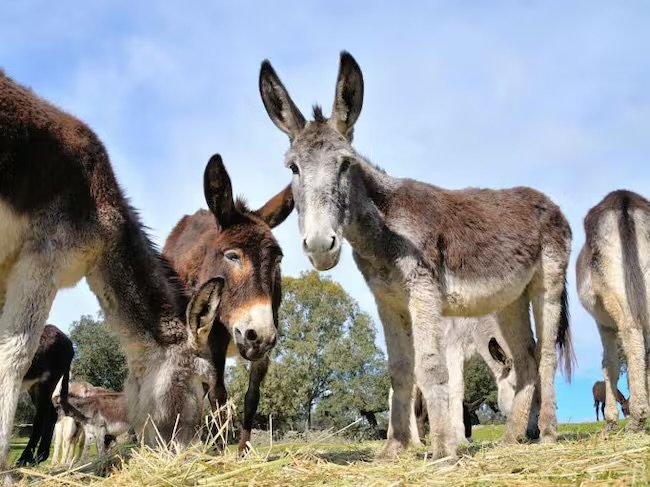 Burros, caballos y ponis compañeros de paseos rurales
